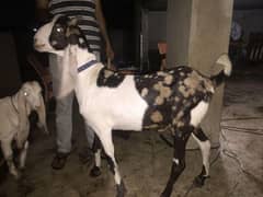 2 kamori Goat 2 Teath Khasi  available for Sale 0321-2333994