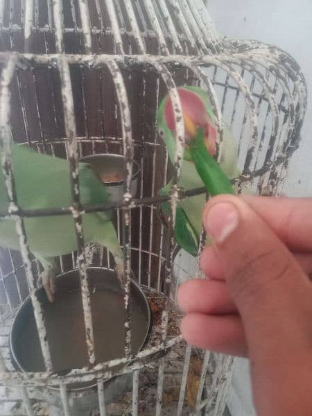 Kashmiri raw parrot 2