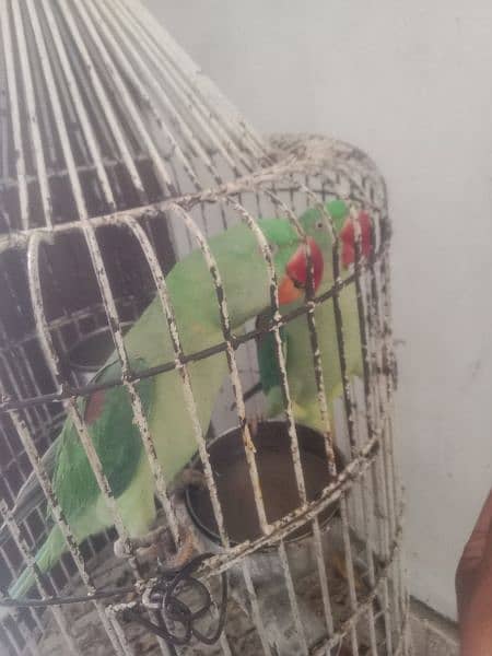Kashmiri raw parrot 5