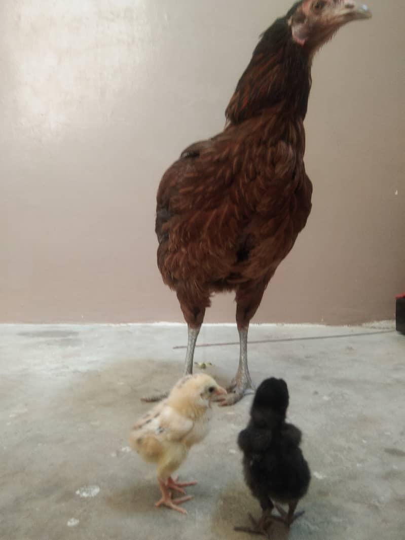 Cage,Hens with chicks, Four Pullets 10