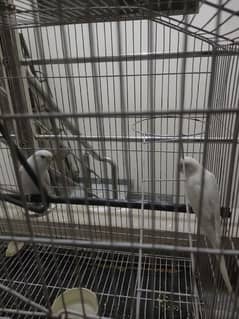 Albino Australlian Parrots breeder pair with cage