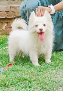 pevar Russian female family dog for sale all Pakistan delivery
