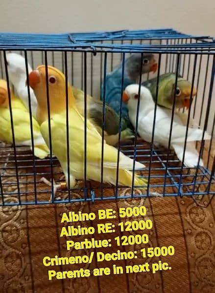 Love birds sale offer Albino red eye/ Albino black eye/ Crimeno 6
