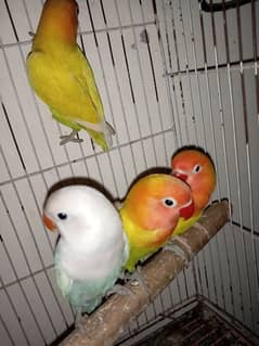 Quality Lovebirds Available For sale