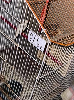 Zebra Finches pair for sale 0