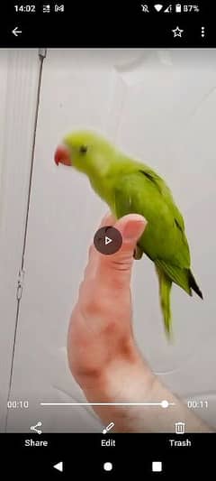 Green ringneck chick parrot handtame