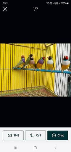 Gouldian canary banglies