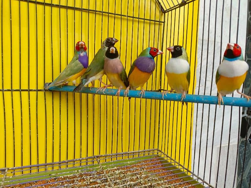 Gouldian canary banglies 1