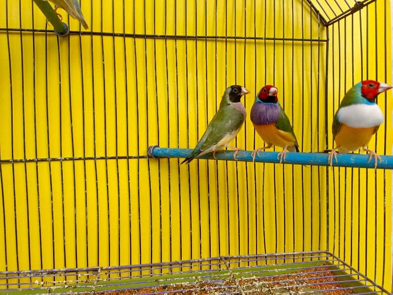 Gouldian canary banglies 2