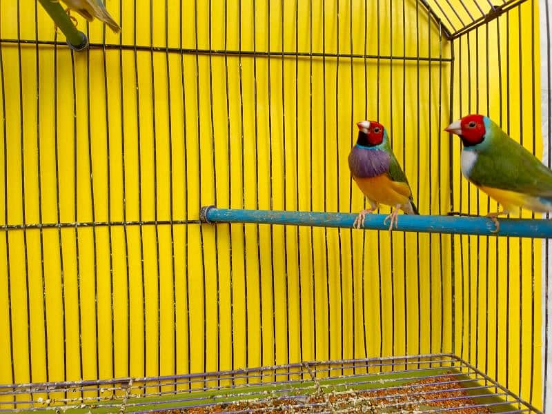 Gouldian canary banglies 3