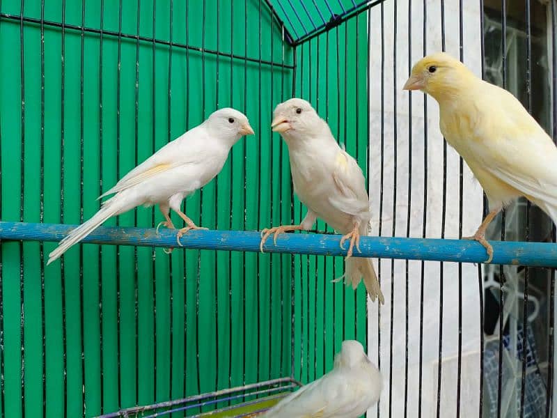 Gouldian canary banglies 4