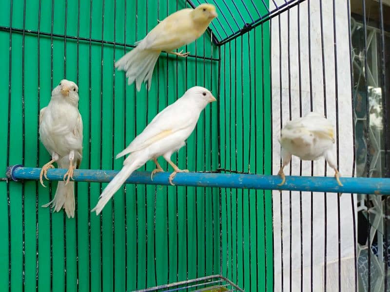 Gouldian canary banglies 5