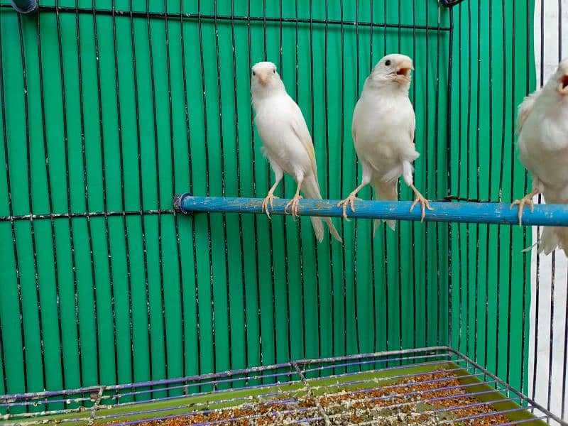 Gouldian canary banglies 6