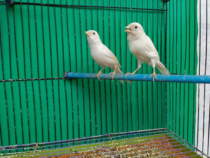 Gouldian canary banglies 7
