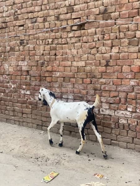 goat for sale urgent sale makhi cheni goat ha dessi goat ha jis na l 4