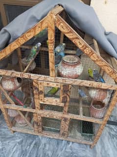 5 Budgies breeder pair with 3 babies Free