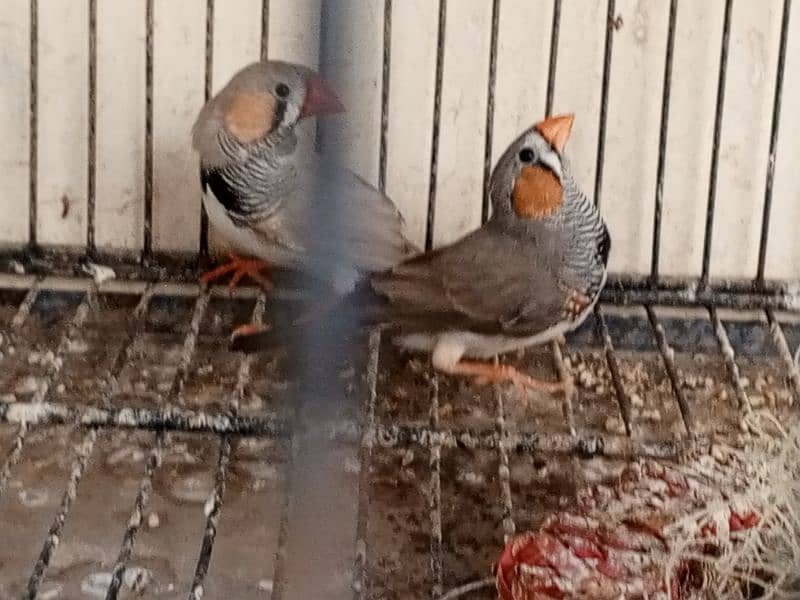 Finches pair 1