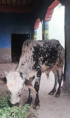 wehra / cow / bull for sale 0