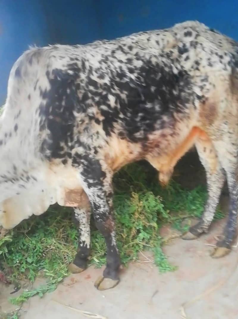 wehra / cow / bull for sale 1
