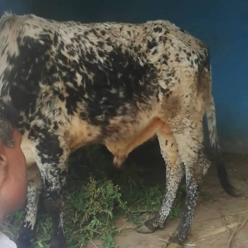wehra / cow / bull for sale 2