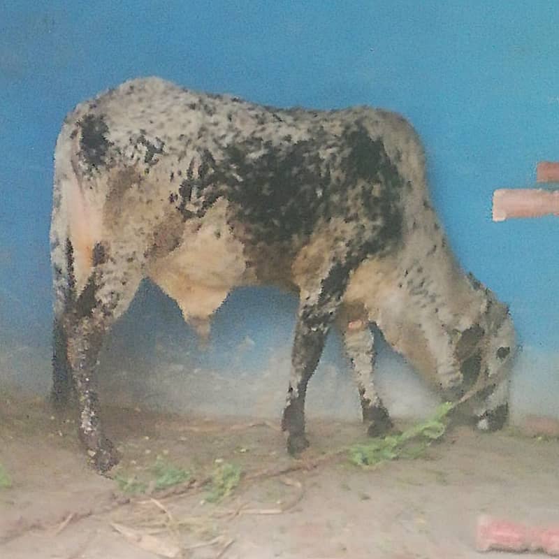 wehra / cow / bull for sale 3
