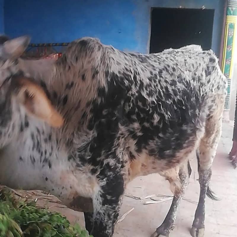 wehra / cow / bull for sale 5