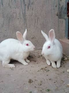 breeder albino rabbit pair for adoption. white red eye rare specie 0