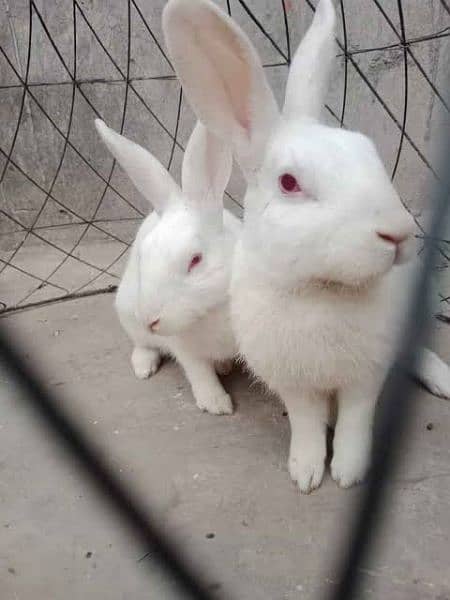 breeder albino rabbit pair for adoption. white red eye rare specie 1