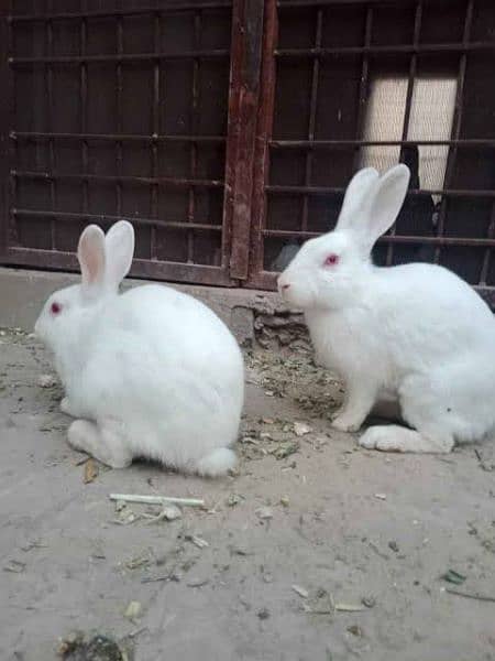 breeder albino rabbit pair for adoption. white red eye rare specie 2