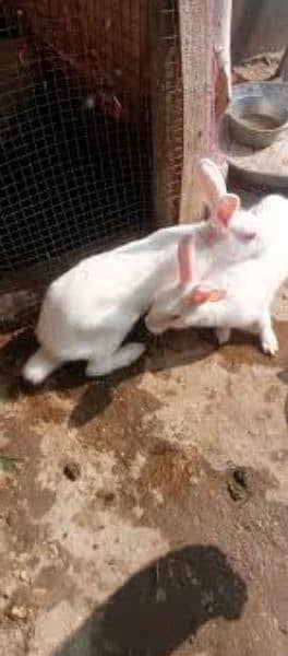 breeder albino rabbit pair for adoption. white red eye rare specie 3