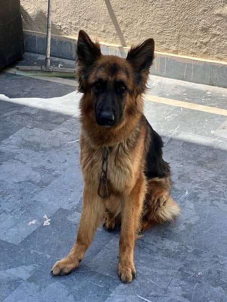 Female GSD for sale. Urgently Selling 1