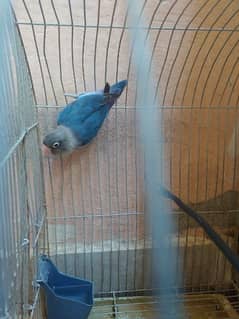 blue pasnata for. sale