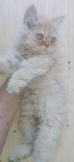 Persian punch female kitten 0