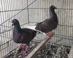 Qasid pigeon pair 0