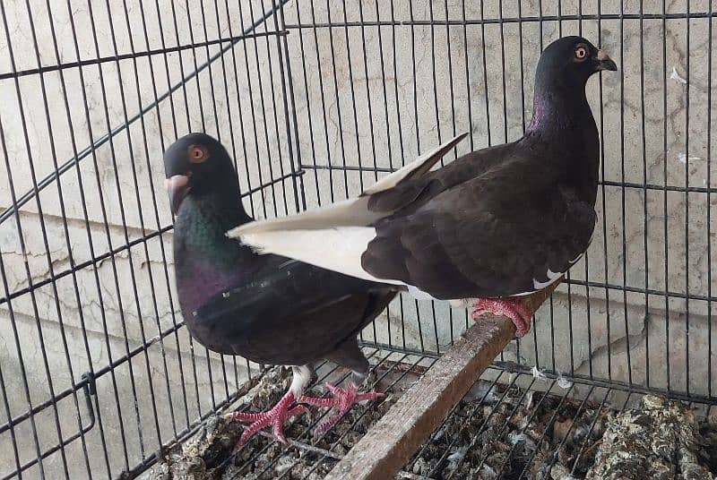 Qasid pigeon pair 1