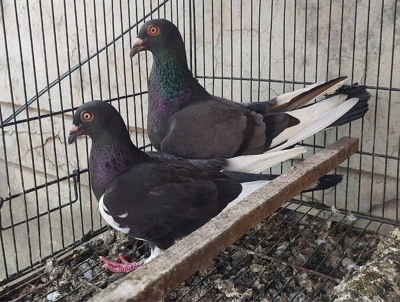 Qasid pigeon pair 2