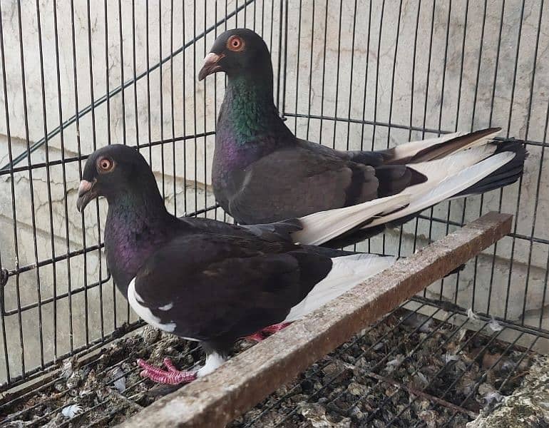 Qasid pigeon pair 3
