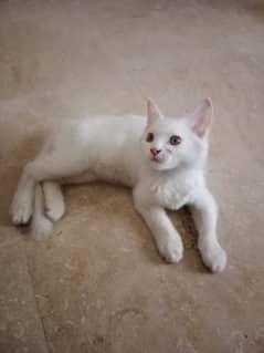 Persian Cat 0