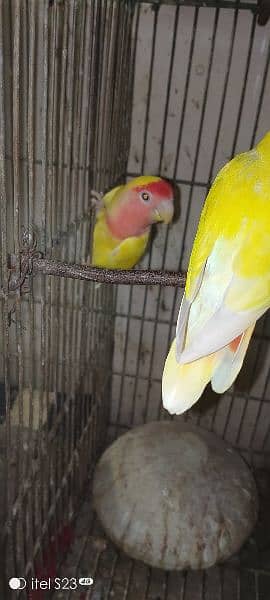 Lutino Bird Pair Home Breeder 4