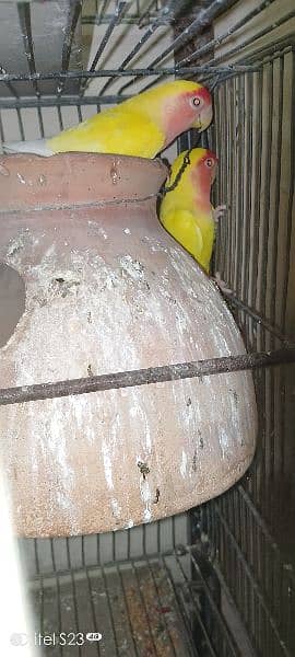 Lutino Bird Pair Home Breeder 6