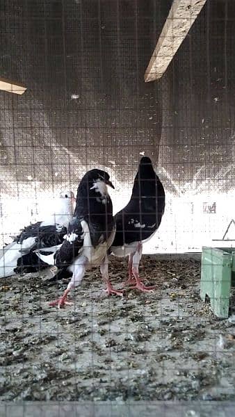 Fancy Pigeon Chick with Cage * o3o19o81346 2