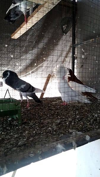 Fancy Pigeon Chick with Cage * o3o19o81346 3