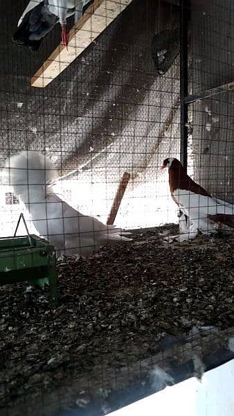 Fancy Pigeon Chick with Cage * o3o19o81346 4