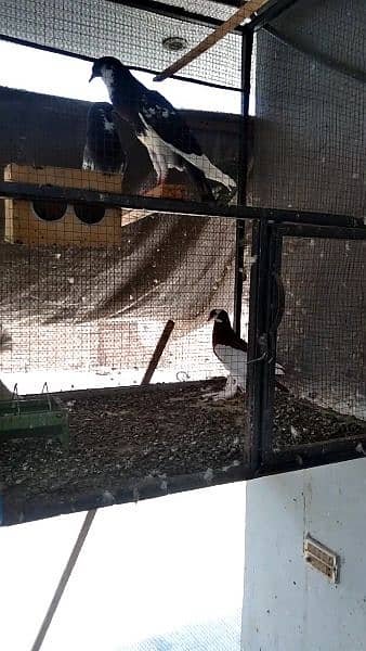Fancy Pigeon Chick with Cage * o3o19o81346 5