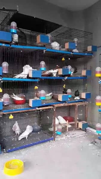 Fancy Pigeon Chick with Cage * o3o19o81346 6