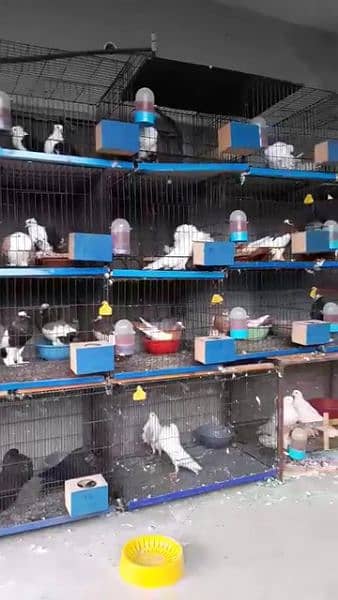 Fancy Pigeon Chick with Cage * o3o19o81346 8