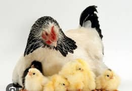 Sussex chicks