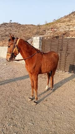 female horse for sale