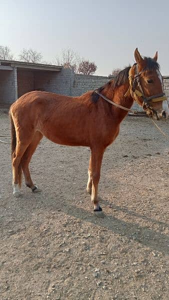 female horse for sale 1
