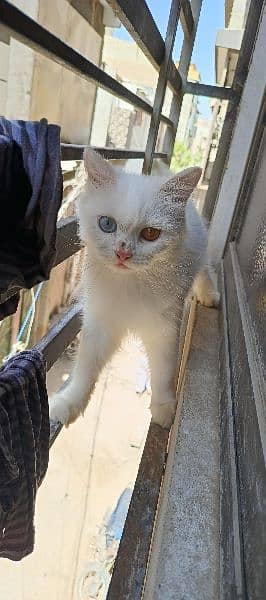 female cat for sale blue and yellow eyes 1